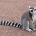 Ringstaart maki - Lemur catta (1)