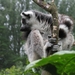 Ringstaart maki - Lemur catta (3)
