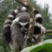 Ringstaart maki - Lemur catta (4)