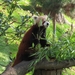 Rode  Panda - Ailurus fulgens