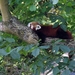 Rode  Panda - Ailurus fulgens (2)