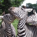 Zebra's (2)