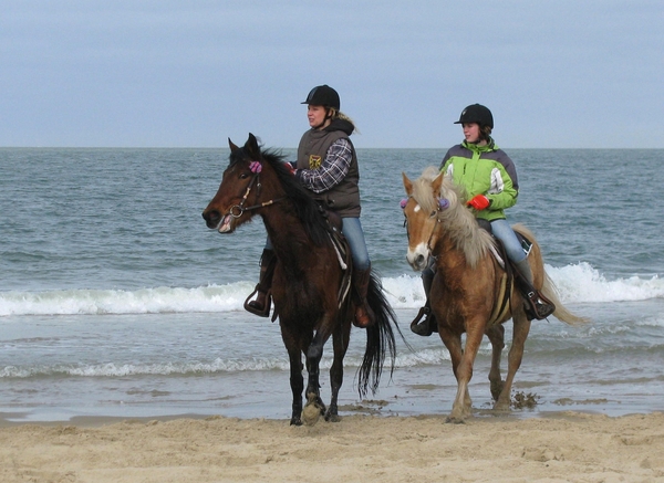 strand zee zeeland paard