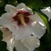 witte hibiscus met rood hartje 06.08.2009