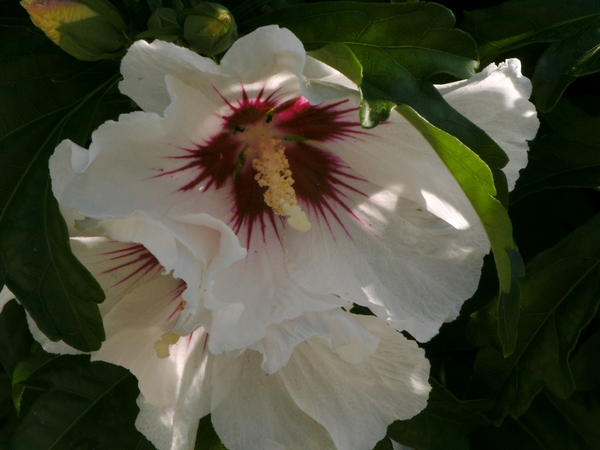 witte hibiscus met rood hartje 06.08.2009