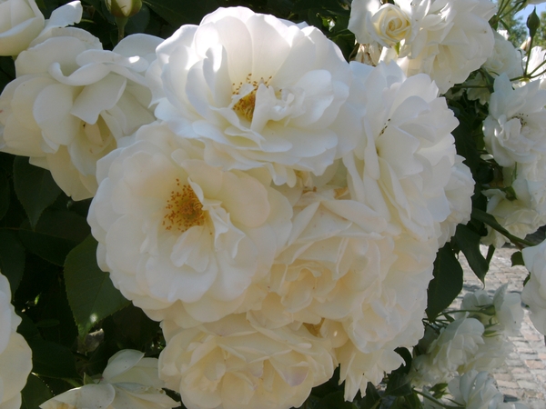 witte welriekende rozen 06.08.2009