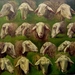 422 schapenkoppen