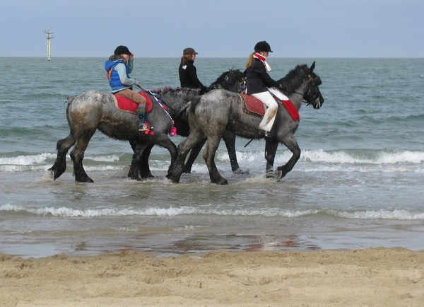 strao strand zeeland paard zee