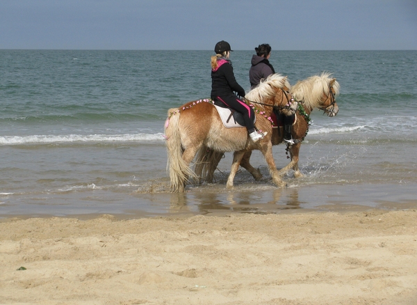 strao strand zeeland paard zee