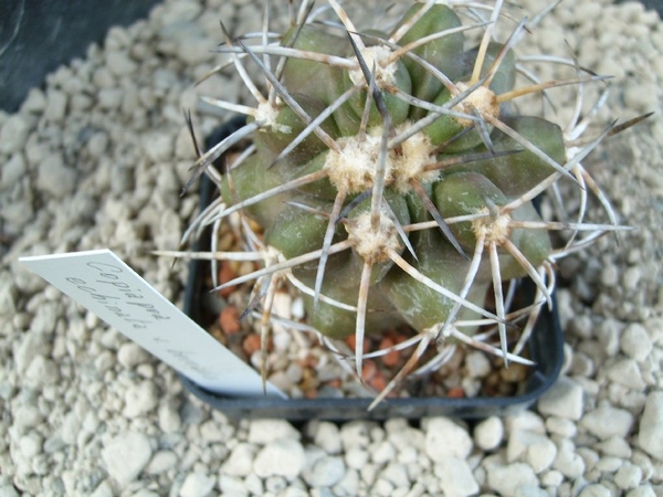 Copiapoa  echinata v. boraealis