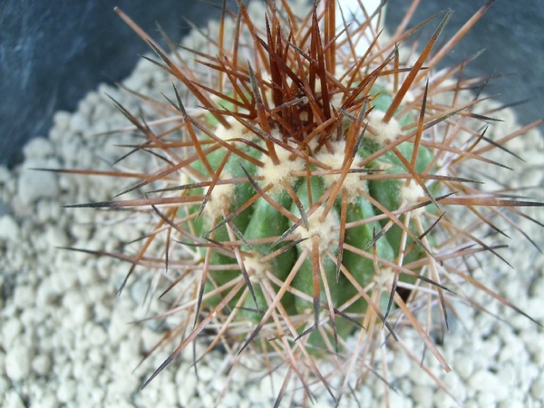 Copiapoa rubriflora