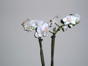 orchide 002