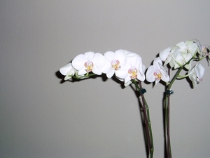 orchidee 001