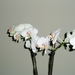 orchidee 003