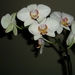 orchidee 005