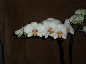 orchidee 006