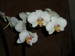 orchidee 007