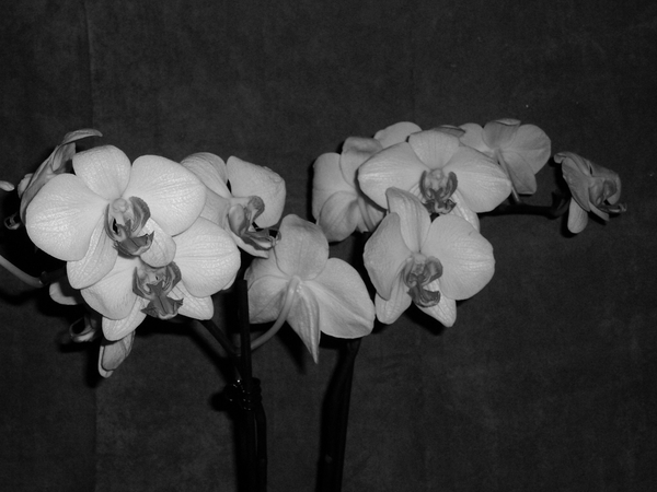 orchidee 008