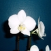 orchidee 011