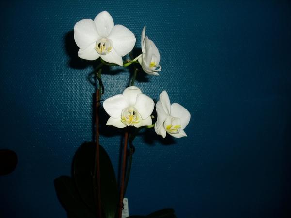 orchidee 009