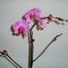 orchidee 002