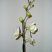 orchidee 004