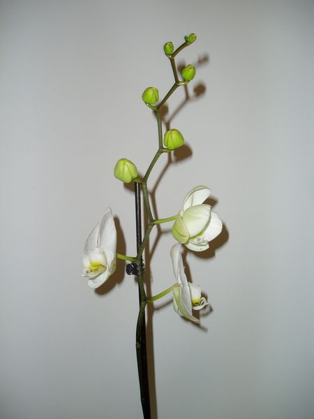 orchidee 004