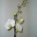 orchidee 005