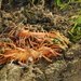oranje paddestoel achteraan bos