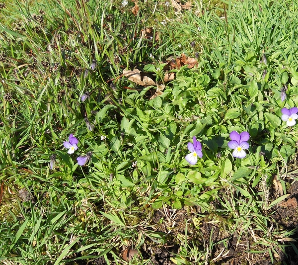 driekleurig viooltje