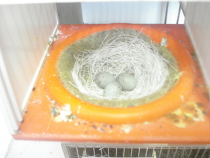 Eitjes worden weer in nest gelegd.