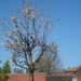 kersenboom in bloei