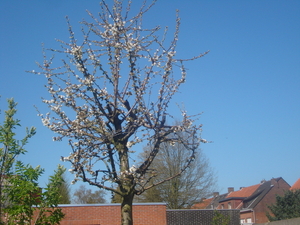 kersenboom in bloei