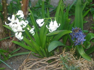 Hyacinten