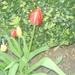 tulpen