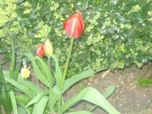 tulpen