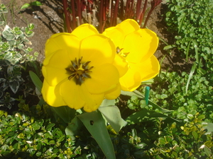 gele tulp