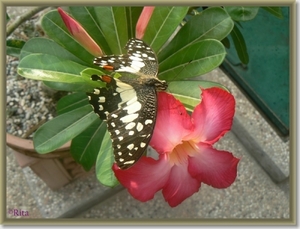 29 Mooie vlinder op de bloemen