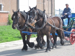 Boerenlanddag 002