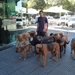 1c Buenos Aires _Palermo _hondenwandelaar bij Rond Point _P106041