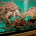 5 Ushuaia _Kings crab, bij Freddys _DSC16 (16)