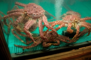 5 Ushuaia _Kings crab, bij Freddys _DSC16 (16)