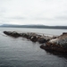 5c Beagle kanaal cruise _Isla de Los Lobos _met zeeleeuwen _P1050