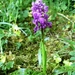 2010_04_25 Romedenne 089 gevlekte orchis