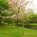 Japanse tuin lente 2010 001