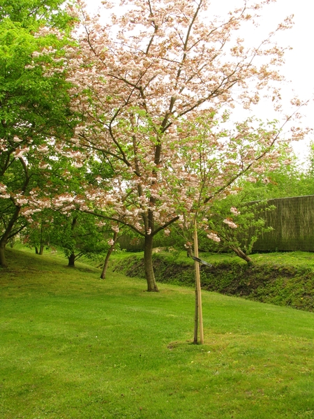 Japanse tuin lente 2010 001