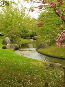 Japanse tuin lente 2010 006