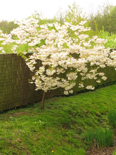 Japanse tuin lente 2010 014