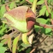 Paeonia suffriticosa-hybride