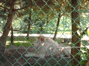 zoo olmen 018